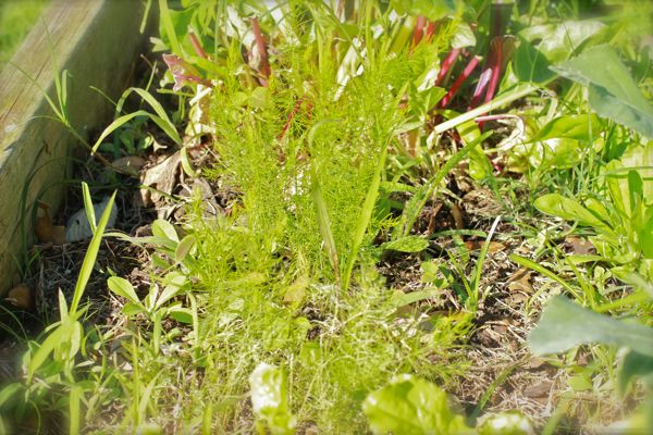 Plants to grow Asparagus