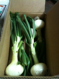 Sweet Onions Ready to Ship