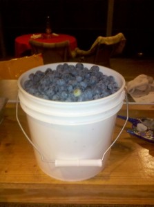 u pick blueberry farms