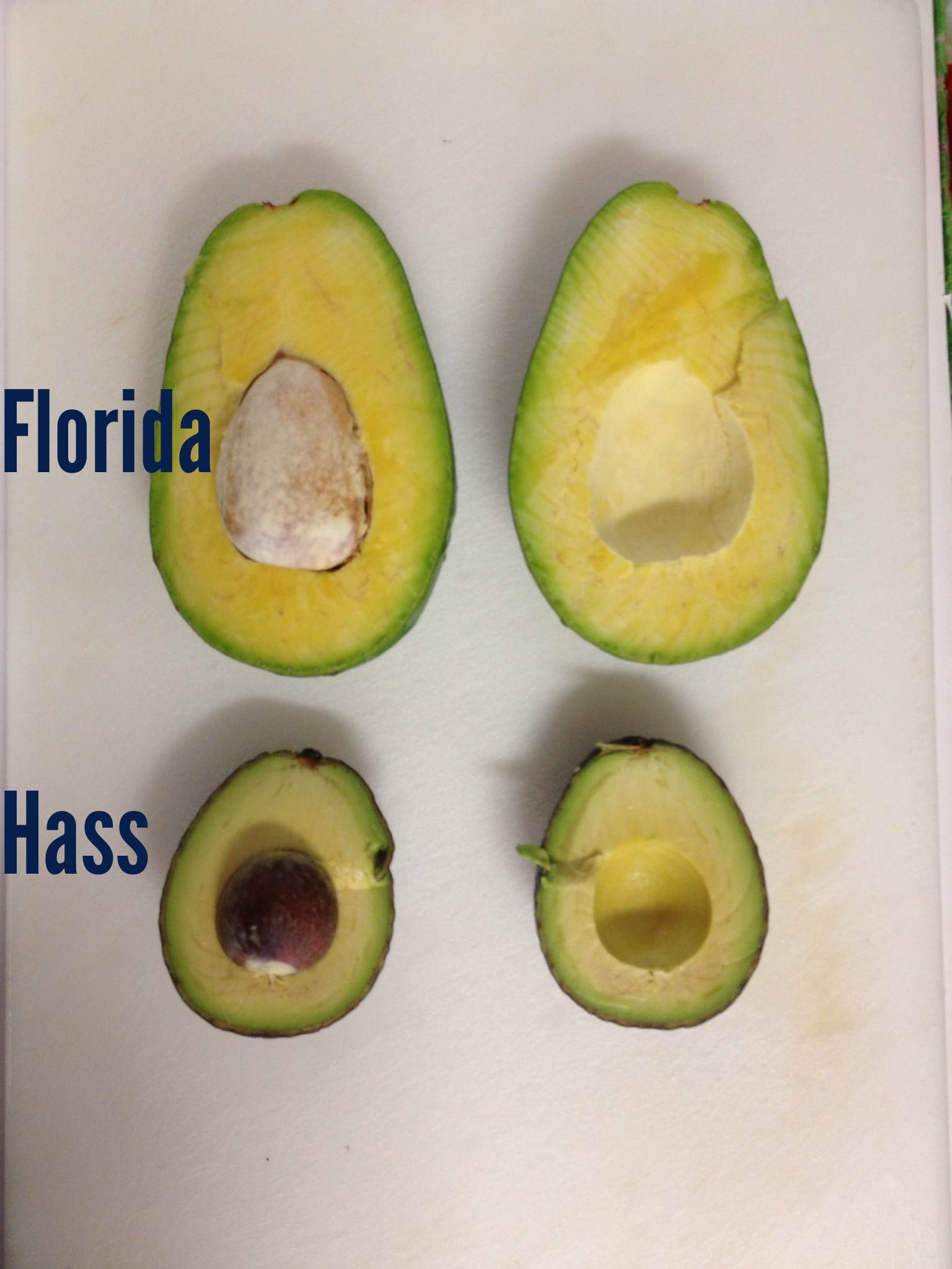 Florida Avocado vs. Hass.