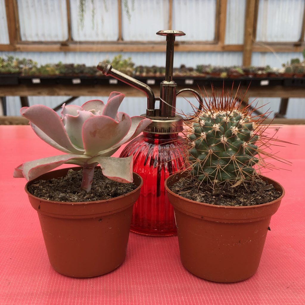 succulent, cacti and mister bottle