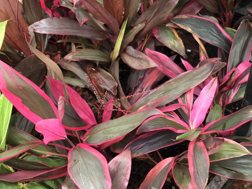 Best Plants for Florida Gardens Parkesdale Farm Market Blog