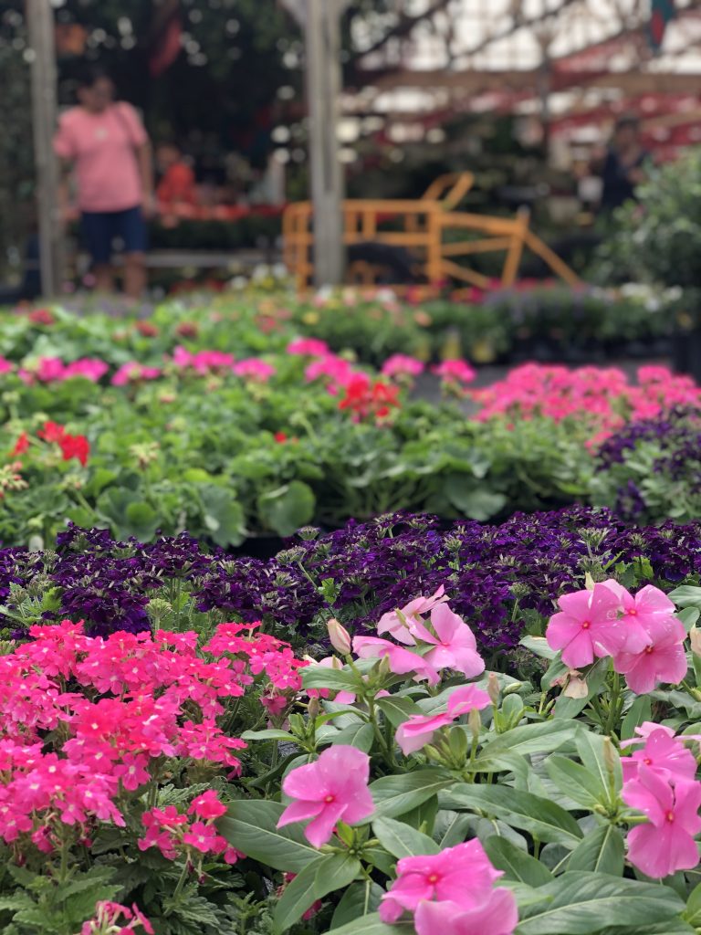 Pink Vinca for your flower garden.