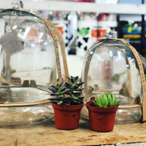 Succulent Terrarium DIY Workshop Event