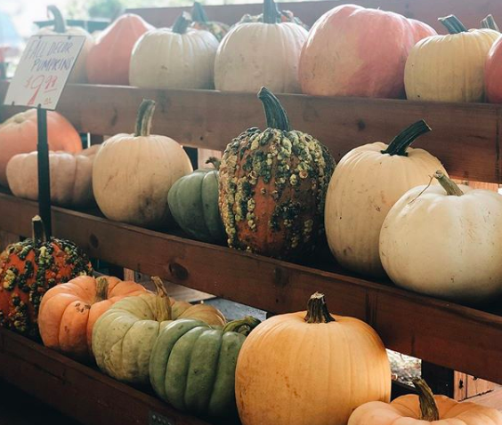 pretty pumpkins