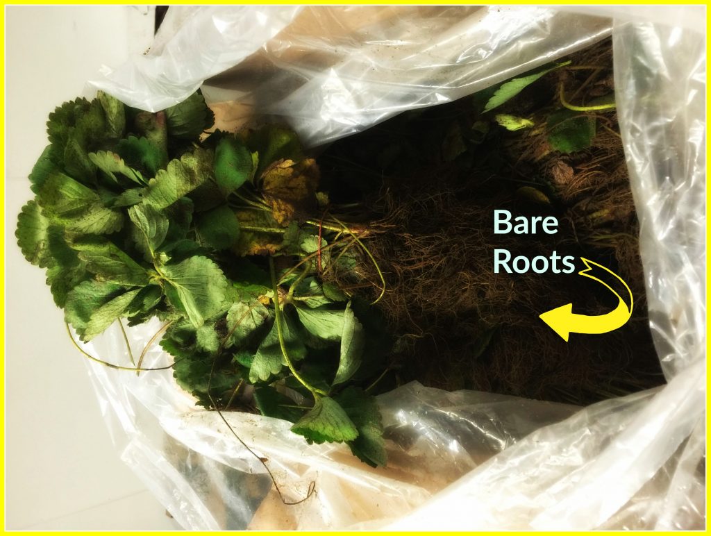 Bare root strawberry plants