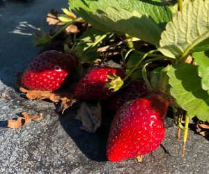 Bare root strawberry plants available