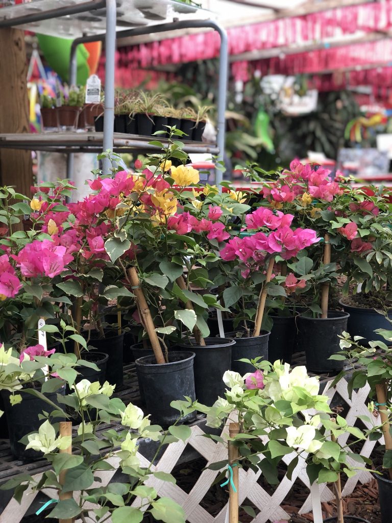 Hot pink, yellow, and white bougainvillea flowers at the market.