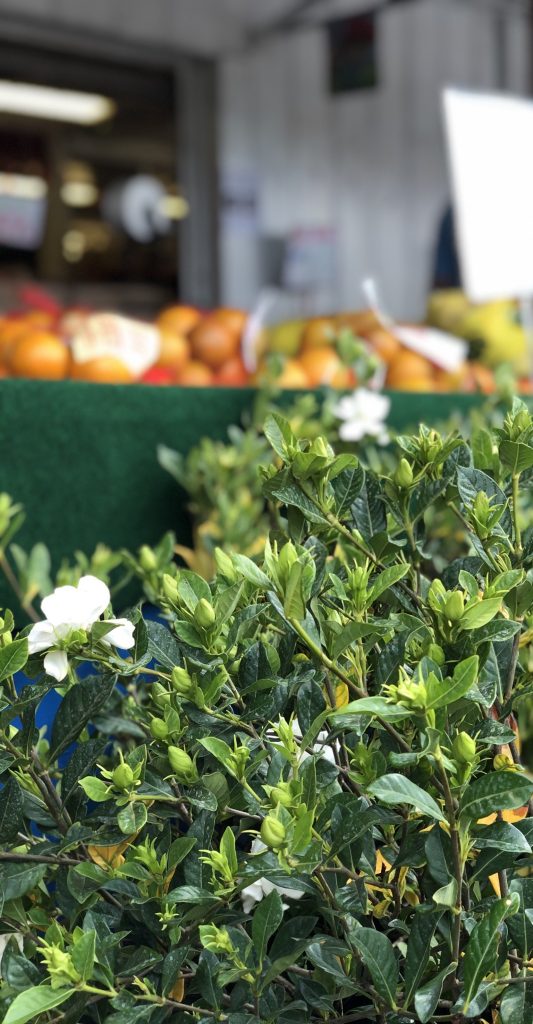 Gardenia bush and oranges at a market.