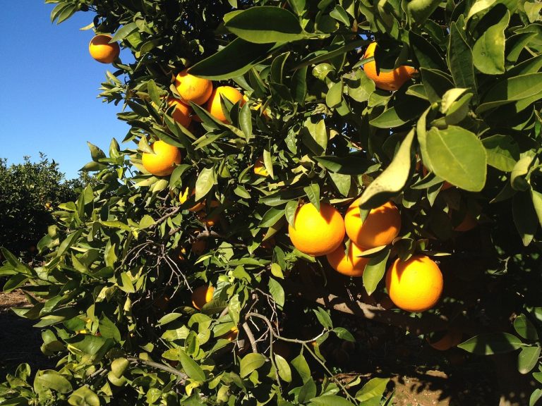 Valencia Orange Season is Almost Here. PreOrder today! Parkesdale